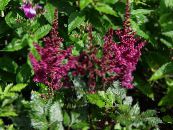 Садовые цветы Астильба, Astilbe фото, характеристика бордовый