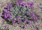 Dārza Ziedi Astragalus foto, raksturlielumi purpurs