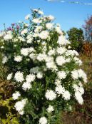 Flores de jardín Aster foto, características blanco