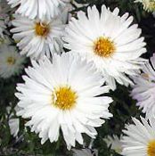Zahradní květiny Astra, Aster fotografie, charakteristiky bílá