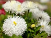 Gradina Flori New England Aster, Aster novae-angliae fotografie, caracteristici alb