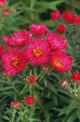 Flores de jardín Aster De Nueva Inglaterra, Aster novae-angliae foto, características rojo