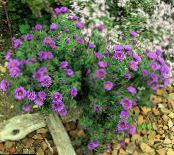 Dārza Ziedi New England Aster, Aster novae-angliae foto, raksturlielumi ceriņi