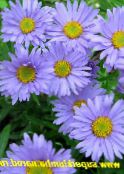 Flores de jardín Aster Alpino, Aster alpinus foto, características azul claro