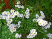 Aed Lilled Alpine Aster, Aster alpinus foto, omadused valge