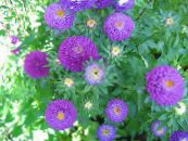 园林花卉 中国翠菊, Callistephus chinensis 照片, 特点 紫