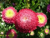 Have Blomster China Aster, Callistephus chinensis foto, egenskaber rød