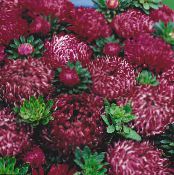 Садовые цветы Астра однолетняя (Каллистефус), Callistephus chinensis фото, характеристика бордовый