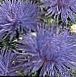 Have Blomster China Aster, Callistephus chinensis foto, egenskaber blå
