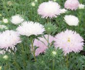 Have Blomster China Aster, Callistephus chinensis foto, egenskaber pink