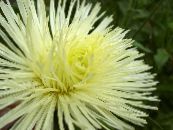 Have Blomster China Aster, Callistephus chinensis foto, egenskaber gul