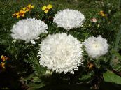 Dārza Ziedi China Aster, Callistephus chinensis foto, raksturlielumi balts