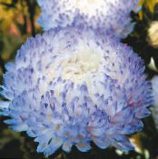 Have Blomster China Aster, Callistephus chinensis foto, egenskaber lyseblå