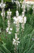 Zahradní květiny Bílá Asphodel, Asphodelus fotografie, charakteristiky bílá