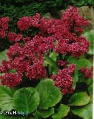 园林花卉 岩白菜, Bergenia 照片, 特点 红