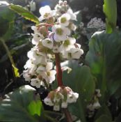 Zahradní květiny Bergenia fotografie, charakteristiky bílá