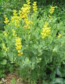 Градински цветове Невярна Индиго, Baptisia снимка, характеристики жълт