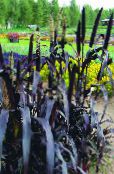 Le piante da giardino Miglio graminacee, Panicum foto, caratteristiche porpora