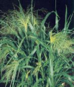 Proso (Panicum) Trave (Žitarice) zelena, karakteristike, foto