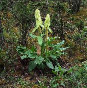 Градински цветя Ревен, Pieplant, Га Хуанг декоративни листни, Rheum снимка, характеристики светло-зелен