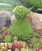 Garður Plöntur Rosularia succulents mynd, einkenni ljósgrænt