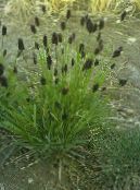 Záhradné rastliny Blue Moor-Tráva traviny, Sesleria fotografie, vlastnosti zelená