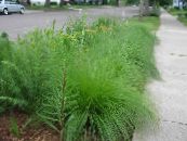 Záhradné rastliny Sporobolus, Prérie Dropseed traviny fotografie, vlastnosti zelená