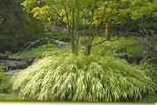 箱根草，日本的森林草 (Hakonechloa) 谷物 葱绿, 特点, 照片