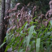 Garden Plants Spangle grass, Wild oats, Northern Sea Oats cereals, Chasmanthium photo, characteristics brown