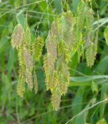 Garden Plants Spangle grass, Wild oats, Northern Sea Oats cereals, Chasmanthium photo, characteristics green