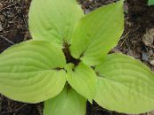 Dārza Augi Ceļmallapa Lilija lapu dekoratīvie augi, Hosta foto, raksturlielumi gaiši zaļš