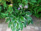 Dārza Augi Ceļmallapa Lilija lapu dekoratīvie augi, Hosta foto, raksturlielumi daudzkrāsains