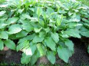 Vejbred Lilje (Hosta) Grønne Prydplanter grøn, egenskaber, foto