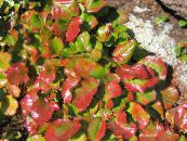 Schizocodon  Leafy Ornamentals multicolor, characteristics, photo