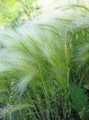 Ячмень Грывасты (Hordeum jubatum) Трава серабрысты, характарыстыка, фота