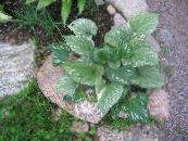 Dārza Augi Sibīrijas Bugloss, Viltus Aizmirst-Me-Not, Daudzgadīgs Aizmirst-Me-Not lapu dekoratīvie augi, Brunnera foto, raksturlielumi zaļš