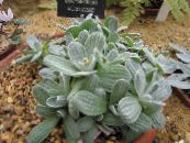 Геліхрізум (Безсмертник, Цмин) (Helichrysum) Декоративно-Листяні сріблястий, характеристика, фото