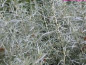 Градински цветя Helichrysum, Къри Растение, Безсмъртниче декоративни листни снимка, характеристики златист