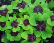Wood Sorrel, Whitsun Flower, Green Snob, Sleeping Beauty (Oxalis) Leafy Ornamentals multicolor, characteristics, photo