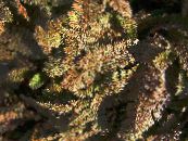 Yeni Zelanda Pirinç Düğmeleri (Cotula leptinella, Leptinella squalida) Yapraklı Süs kahverengi, özellikleri, fotoğraf