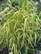 Tuinplanten Bowles Gouden Gras, Gouden Gierst Gras, Gouden Hout Gierst granen, Milium effusum foto, karakteristieken veelkleurig