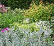 Trädgårdsväxter Lamm Öron dekorativbladiga, Stachys foto, egenskaper gyllene
