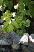 Plandaí Gairdín Columbine Dúbailte ornamentals leafy, Aquilegia-x-hybrida grianghraf, saintréithe dath il