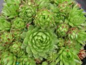 Jovibarbahouseleek, Tavuk-Ve-Tavuk  Succulents açık yeşil, özellikleri, fotoğraf