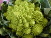 Капуста декоративная (Brassica oleracea) Декоративно-Лиственные светло-зеленый, характеристика, фото