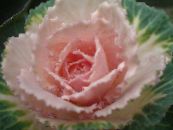Kvetoucí Zelí, Kapusta Okrasných, Collard, Cole (Brassica oleracea) Dekorativní-Listnaté pestrobarevný, charakteristiky, fotografie