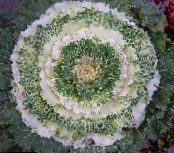 Blómstrandi Hvítkál, Skraut Kale, Collard, Cole (Brassica oleracea) Ferskt Ornamentals hvítur, einkenni, mynd