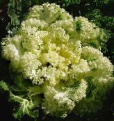Virágzás Káposzta, Kelkáposzta Díszes, Kelkáposzta (Brassica oleracea) Leveles Dísznövények sárga, jellemzők, fénykép