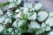 Záhradné rastliny Mŕtvy Žihľava, Všimol Mŕtva Žihľava dekoratívne a listnaté, Lamium-maculatum fotografie, vlastnosti biely
