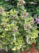 死荨麻，发现死的苦恼 (Lamium-maculatum) 绿叶观赏植物 彩色, 特点, 照片